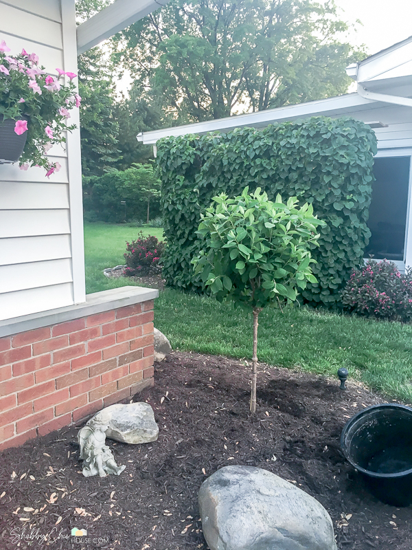 photo of a freshly planted PeeGee hydrangea tree freshly planted to spice up the landscaping and boost a home's curb appeal before putting the house on the market.