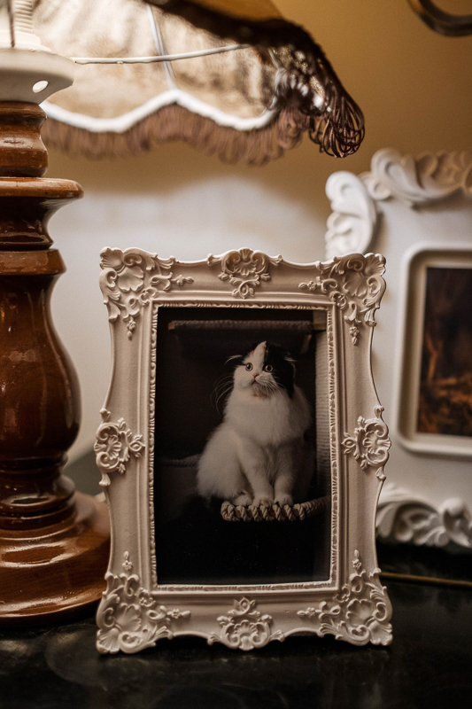 funny photograph of a black and white cat in a picture frame in a living room under a lamp for an article about selling your house and removing family photos before showing.