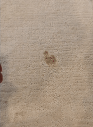 Gif showing Folex carpet cleaning being used to remove a pet stain.